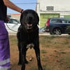 BOLO  (Animalea)