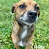 TACO (3ans) ET IGGY (1an) (Adoptables séparément)