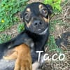 TACO (3ans) ET IGGY (1an) (Adoptables séparément)