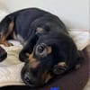 TACO (3ans) ET IGGY (1an) (Adoptables séparément)
