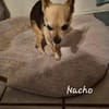 NACHO