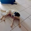 Ebène, femelle croisée berger, née le 01/01/2024🐶