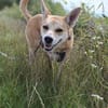 Notfall Arya♥sucht liebevolles Zuhause