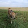 Notfall Arya♥sucht liebevolles Zuhause