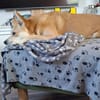 Notfall Arya♥sucht liebevolles Zuhause