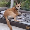 Notfall Arya♥sucht liebevolles Zuhause