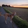 Notfall Arya♥sucht liebevolles Zuhause