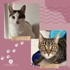 SOS - Kater Piff und Spooky suchen Dich