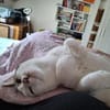 SOS - Kater Piff und Spooky suchen Dich