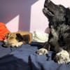 Roxy sucht ihre Familie