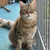 Schmusekatze Marcella wartet auf Dich
