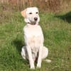 Lotta - liebevolles Körbchen gesucht