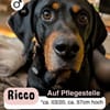 RICCO möchte dir sein Herz schenken