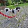 Lieber Sealy♥ sucht sein Heim
