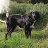 Lilly - Familienglück gesucht