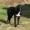 Lilly - Familienglück gesucht