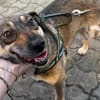 Zuhause gesucht für Joleen