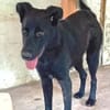 Liebenswerter Bosco sucht Familie