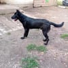 Liebenswerter Bosco sucht Familie