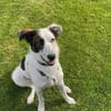 Lotti sucht ihr Zuhause