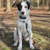 Lotti sucht ihr Zuhause