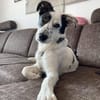 Lotti sucht ihr Zuhause