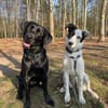 Lotti sucht ihr Zuhause