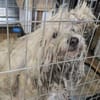 Flocki wartet auf seine Menschen