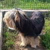 Missy sucht Faamilienanhang