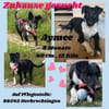Die liebe❤Aymee❤sucht ihre Menschen