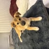 Aron sucht ein Zuhause