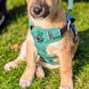 Aron sucht ein Zuhause