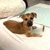 Aron sucht ein Zuhause