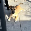 Aron sucht ein Zuhause