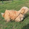 Liebenswerter Pami sucht Familie