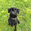 Iwoo, Riesenschnauzer (geb. 02/2021)