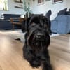 Iwoo, Riesenschnauzer (geb. 02/2021)