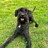 Iwoo, Riesenschnauzer (geb. 02/2021)
