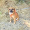 Bambi sucht ein Zuhause