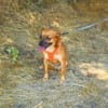 Bambi sucht ein Zuhause