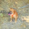 Bambi sucht ein Zuhause