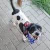 Bezaubernder kleiner Fritzi sucht ....