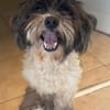 Bezaubernder kleiner Fritzi sucht ....