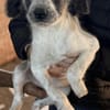 Kurti sucht Dich / 82284