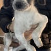 Kurti sucht Dich / 82284