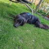 Freundl. NONO sucht liebe Familie