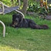 Freundl. NONO sucht liebe Familie
