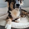 Bernie sucht ein Zuhause