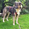 Bernie sucht ein Zuhause