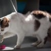 Mia  Ruhige Katzendame sucht Zuhause